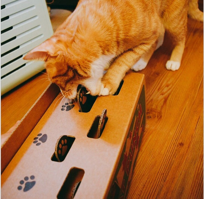 Katzen Spielbox aus Karton