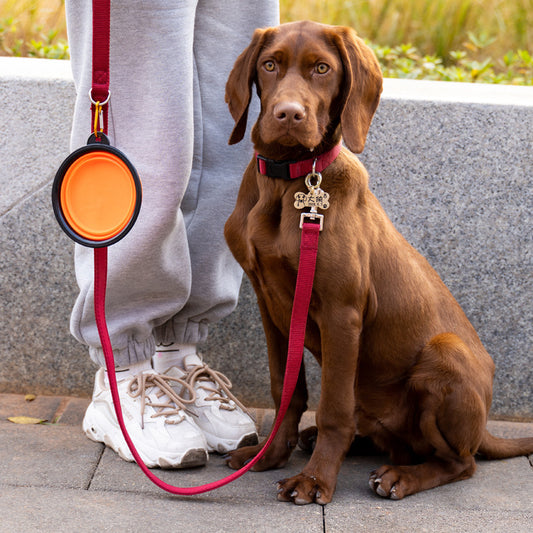 Faltbarer Outdoor-Napf mit Haken für Hunde & Katzen